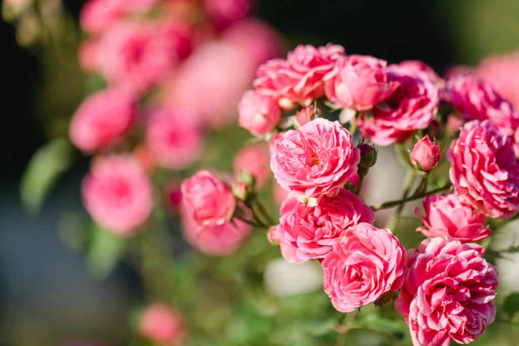 Zu Gast im Hofgarten - Rosen