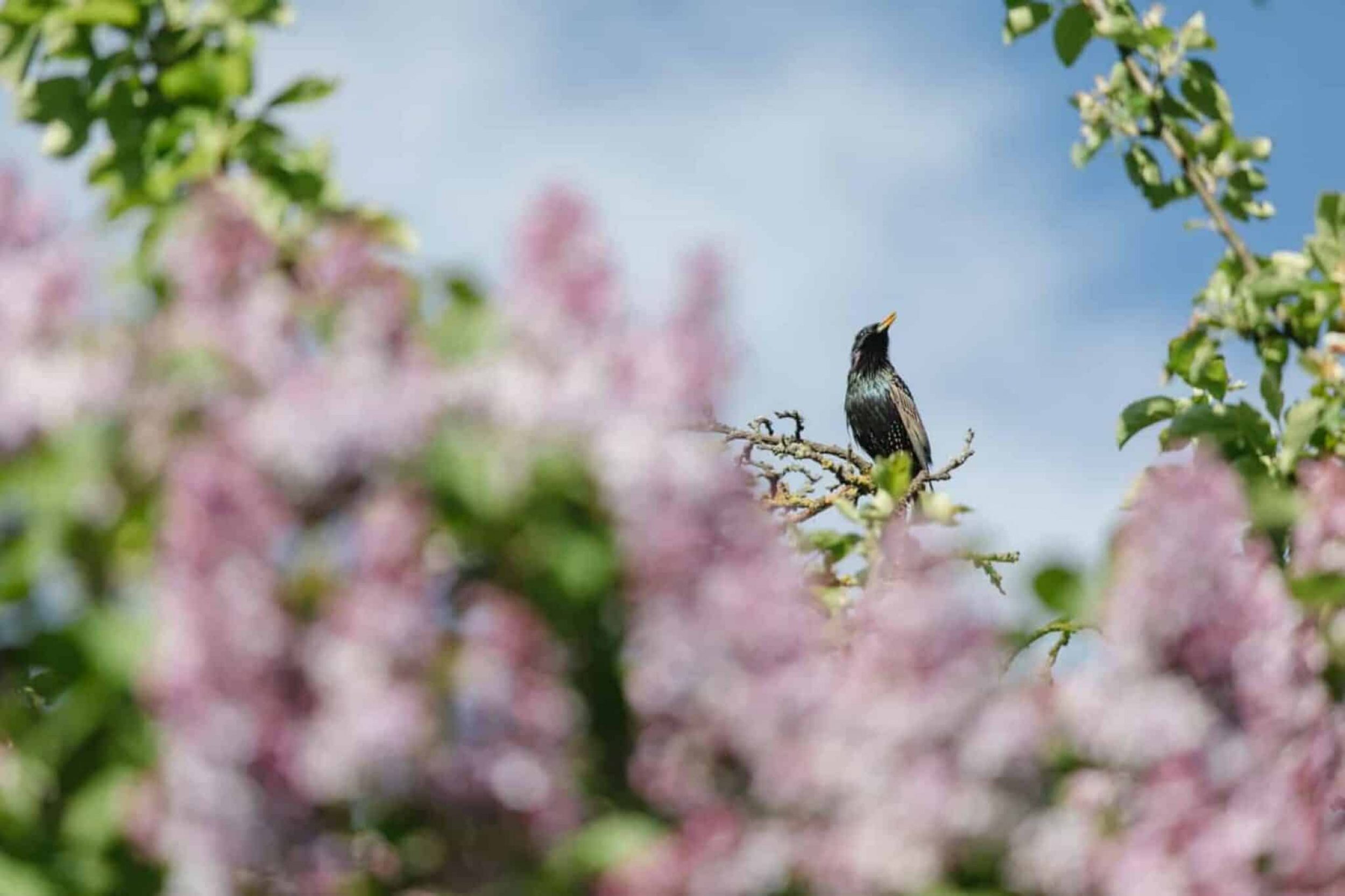 Tierwelt im Rosengarten, dem historischen Hofgarten des Stifts Seitenstetten